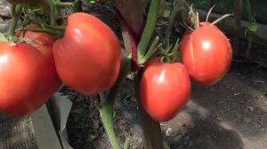 ТОМАТ "ТЯЖЕЛОВЕС СИБИРИ" ИДЕАЛЕН ДЛЯ ТЕПЛИЦ. Ольга Чернова.