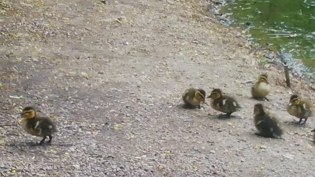 Милые утята в Городском парке смотреть онлайн
