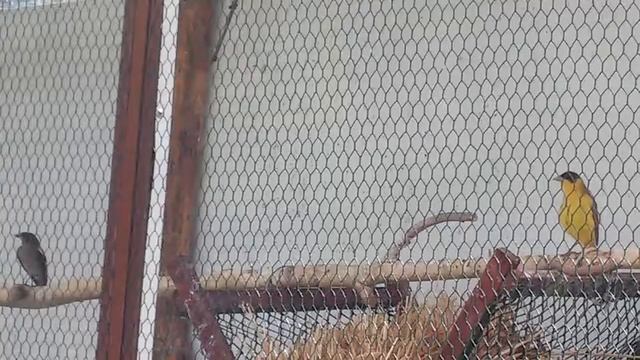 Поёт зяблик и черноголовая овсянка. 6 июня 2017 г. смотреть онлайн