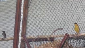 Поёт зяблик и черноголовая овсянка. 6 июня 2017 г.