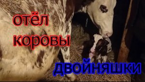 отел айрширской коровы двойня.mp4