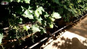 Виноград в теплице . Состояние ягоды на 30.05.2018