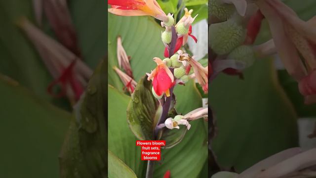 Flowers bloom, fruit sets, fragrance blooms - Thu Hien farm #short