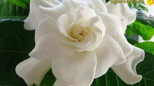 Уход за гарденией жасминовидной
