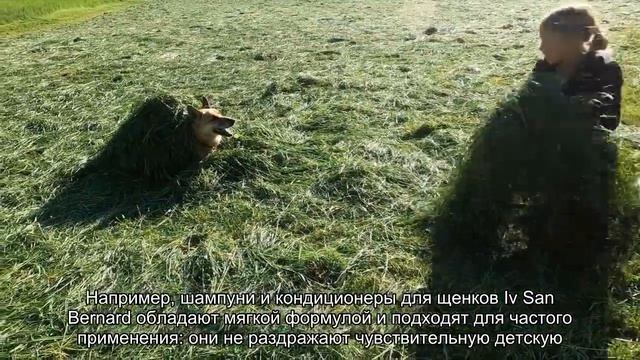 Как правильно купать щенка? смотреть онлайн