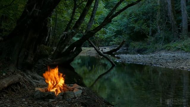 Когда сеять пеларгонию семенами? смотреть онлайн