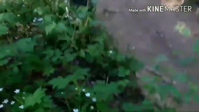 Катаем шину с горы|#Перекатимостчеллендж смотреть онлайн