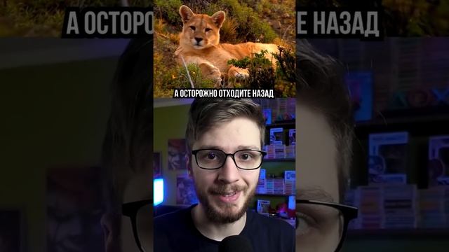 Что делать, если на вас напала Пума