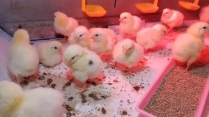 Аминокислотный комплекс "Здравчик". Бройлерам 35 дней.