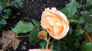 Klaserose Kalmar Rose Flowers In Garden #klaserose #kalmar #roses #worldgardeners