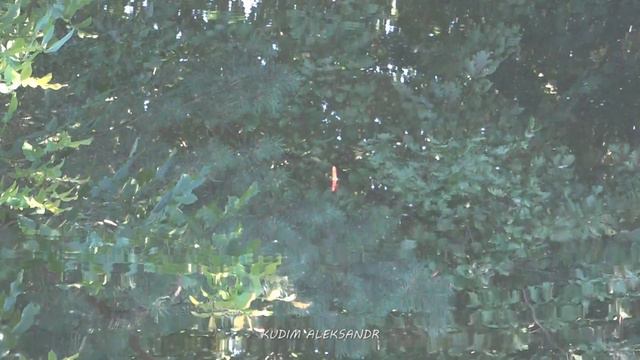 Обзор базы КРИЧЕВИЧИ смотреть онлайн