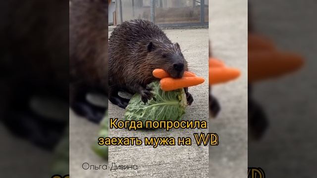 Животные