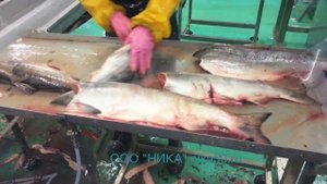 Поточная линия механизированной разделки красной рыбы