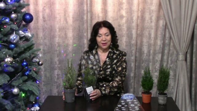 Новогодние елочки.mp4 смотреть онлайн