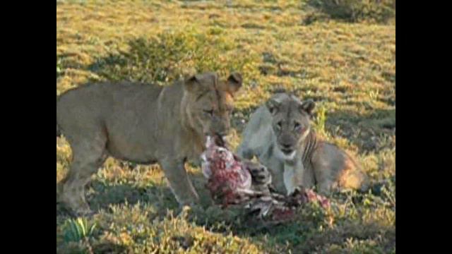 Lions Feeding on Baby Giraffe (Archive Footage) смотреть онлайн
