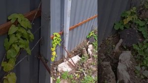 У забора покосились столбы. Забор завалился.Что делать?