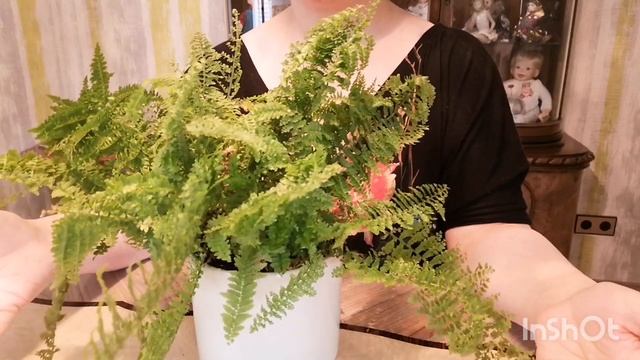 Папоротник и его магические свойства #комнатныерастения #растения #цветы #zimmerpflanzen #pflanzen смотреть онлайн