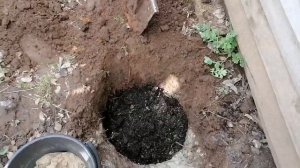 Виноград в Нижегородской области  особенности посадки