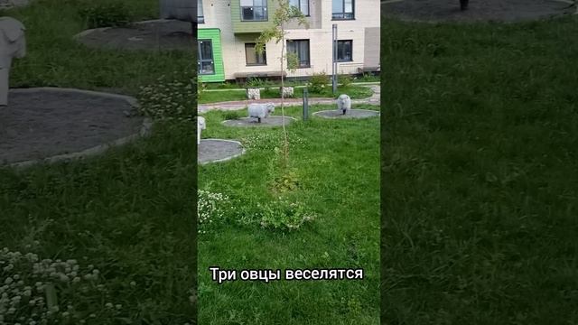Овцы веселятся
