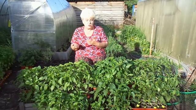 Ранние посевы сладкого перца зацвели в рассаде! Что делать с цветами - удалять или нет?