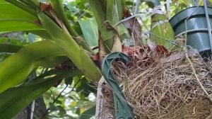 AFTERNOON GARDEN WALK WITH HOYA SURISANA, chicken farm seedlings and some orchids.