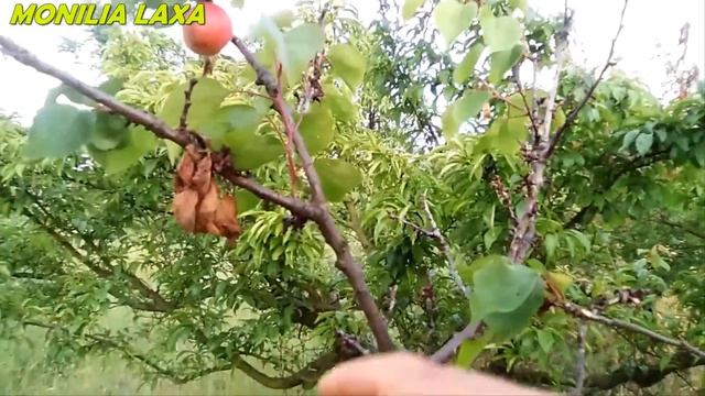 MONILIA ALBICOCCO смотреть онлайн