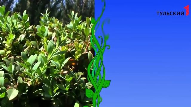 На дачу к Ирине Цветаевой! Выпуск №4 смотреть онлайн