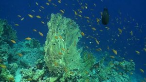 Ras Mohammed Рас-Мухаммед национальный парк