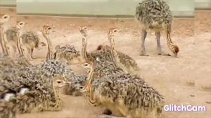 OSTRICHES, СТРАУСЫ,  bird adventure, птичьи ЯСЛИ приключения СТРАУСЫ