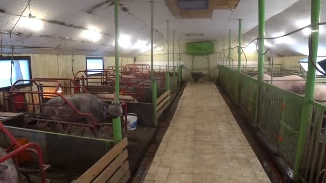 Чем кормлю свиноматок, содержу без фанатизма , мне нравится ? смотреть онлайн