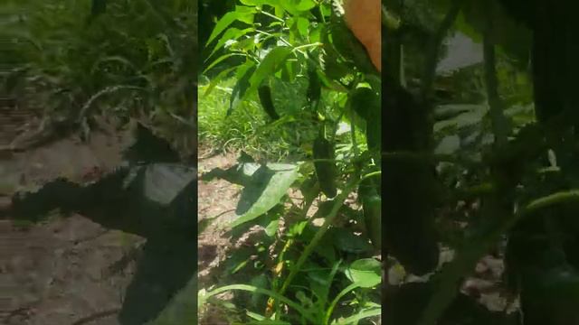 Miracle-Gro organics is working great! смотреть онлайн