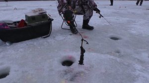 Рыбалка в усадьбе Соколиное гнездо на удочку Спутник.