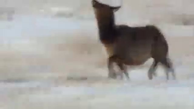 Пример крайней жестокости Мухаммеда смотреть онлайн