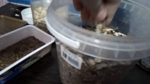 Мешанина. Что из сочных продуктов можно давать джунгарским хомякам.