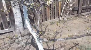 Борьба с  муравьями. Все очень просто! Супер способ.
