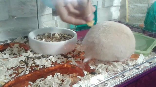 Как приручить хомячка к рукам?❤ручной хомяк