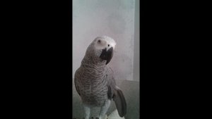 Говорящий попугай Жако Бендер пародирует животных