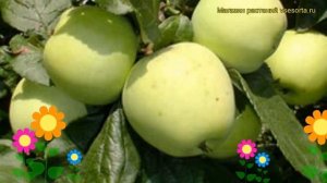 Яблоня Московское позднее. Краткий обзор, описание характеристик malus domestica Moskovskoe Pozdnee