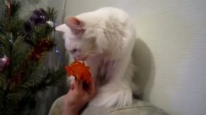 Голодный кот-вегетарианец