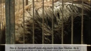 Самая дорогая собака в мире Тибетский Мастиф питомник "Lion Heart"