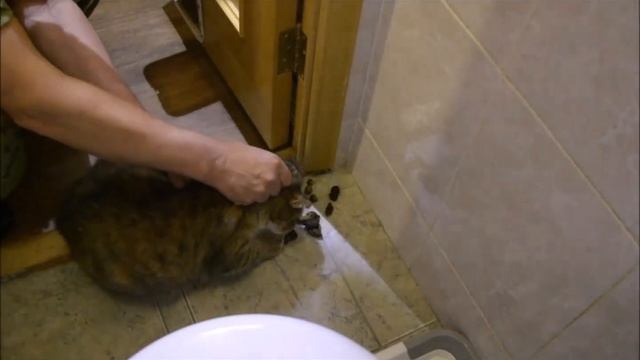 Как газетой отучить кошку гадить смотреть онлайн