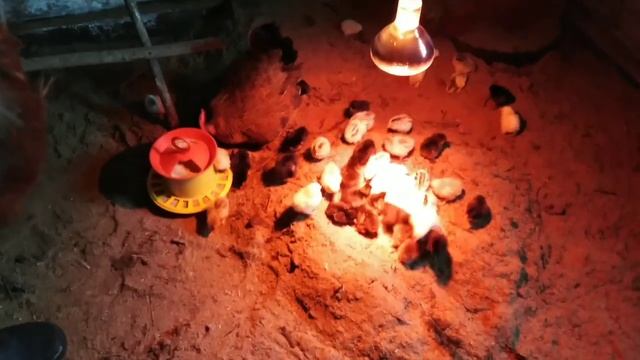 Наседка вывела цыплят! Примит ли наседка инкубаторных цыплят. Курица и цыплята. смотреть онлайн