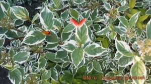 Дерен белый Сибирика Вариегата (cornus alba) ? обзор: как сажать, саженцы дерена Сибирика Вариегата