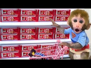 обезьянка покупает шоколад