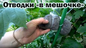 Простой метод размножение любого кустарника