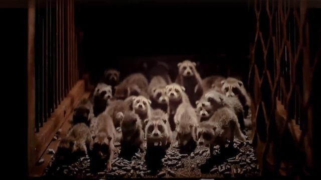 @Guardian of Galaxy vol.3 Rocket save all racoon #marvel #guardiansofthegalaxy #thor #avengers смотреть онлайн