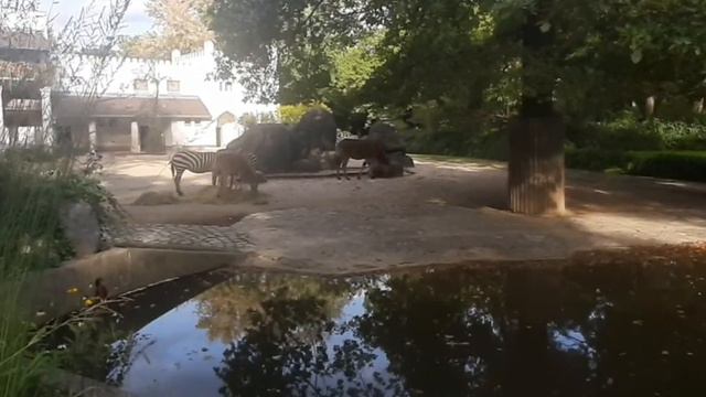 Берлинский Зоопарк / Зоопарк / Berlin zooparkı / Zoopark / Tierpark Berlin / Bakı zooparkı смотреть онлайн