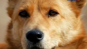 Спокойной ночи малыши с Оксаной Фёдоровой - Сборник 15