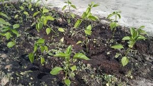 Высадила перец и томаты на грядки.