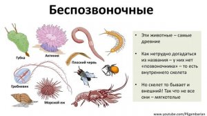 9. Беспозвоночные животные (5 класс) - введение в Биологию